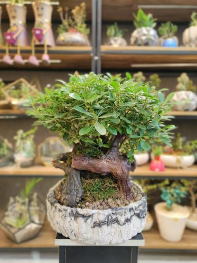 عکس گلفروشی گُلآریو