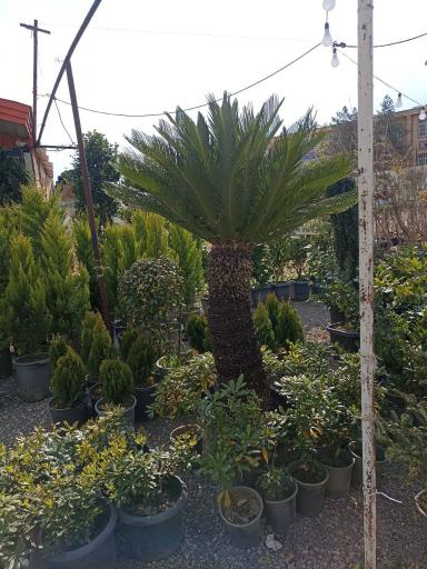 عکس گلخانه شهید هدایتی