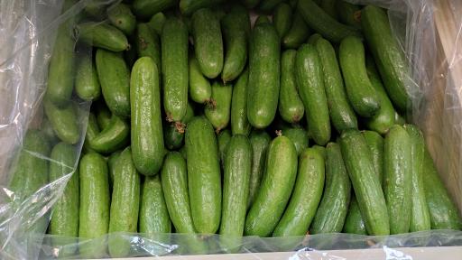 عکس میوه سرای دست چین