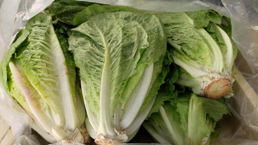 میوه سرای دست چین