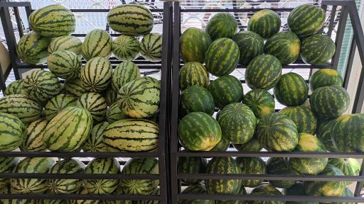 عکس میوه سرای دست چین