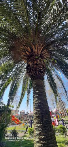 عکس پارک گلباغ لشت نشا