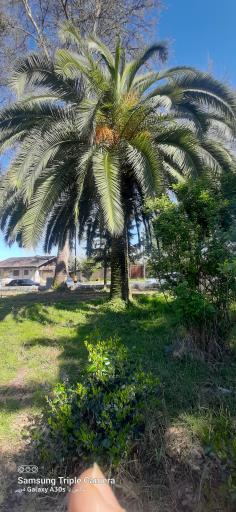 عکس پارک گلباغ لشت نشا