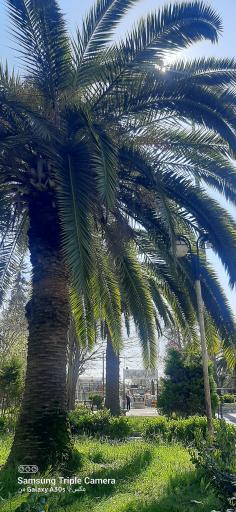 عکس پارک گلباغ لشت نشا