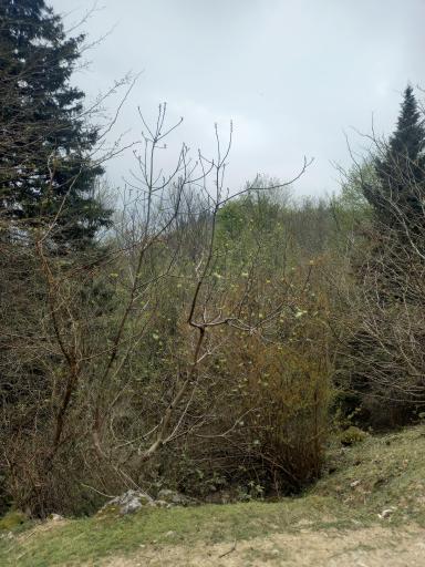 عکس قله تجک