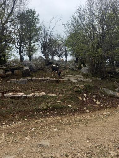 عکس قله تجک