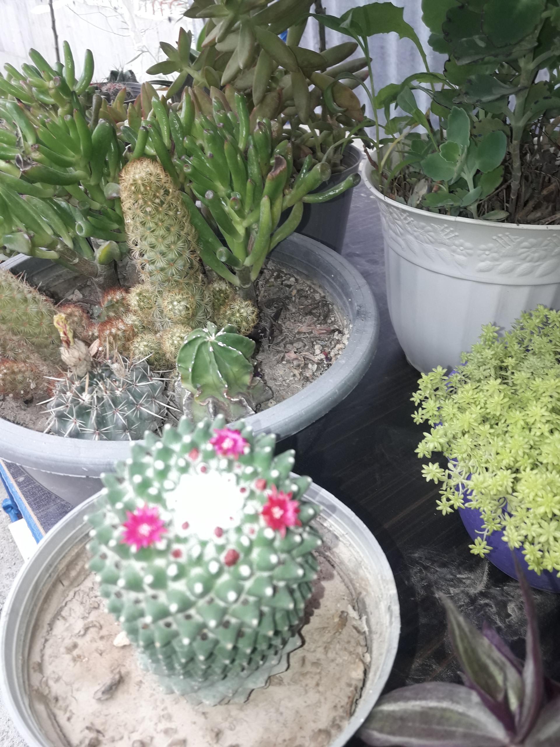 عکس گل خانه ارکیده