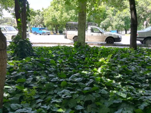 عکس بوستان یاس