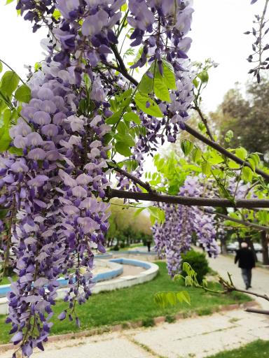 عکس بلوار طاق بستان