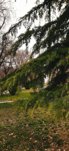 عکس بلوار طاق بستان