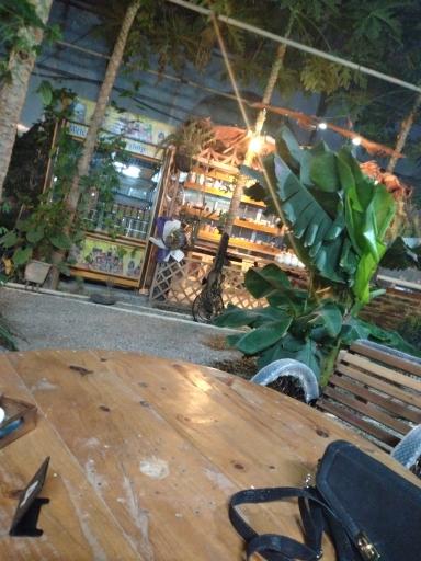 عکس جنگل استوایی پاپایا