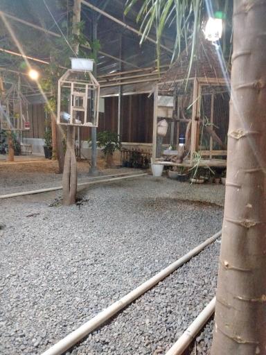 عکس جنگل استوایی پاپایا