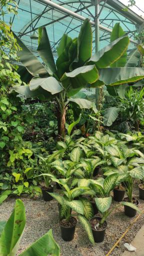 عکس جنگل استوایی پاپایا