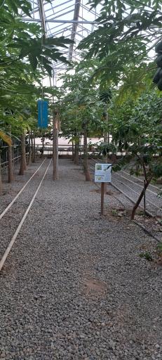 عکس جنگل استوایی پاپایا