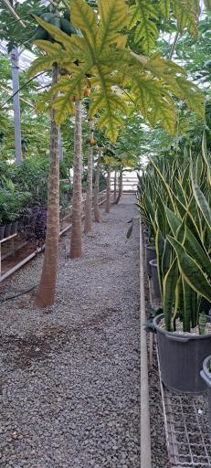 عکس جنگل استوایی پاپایا