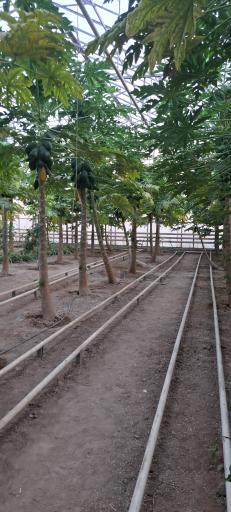 عکس جنگل استوایی پاپایا