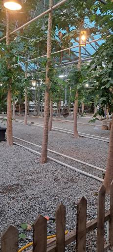 عکس جنگل استوایی پاپایا