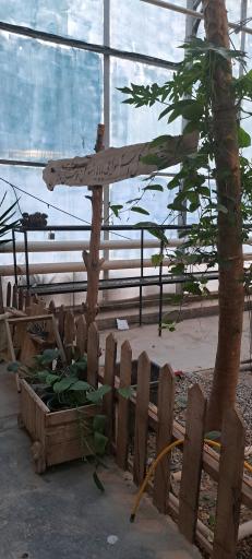 عکس جنگل استوایی پاپایا