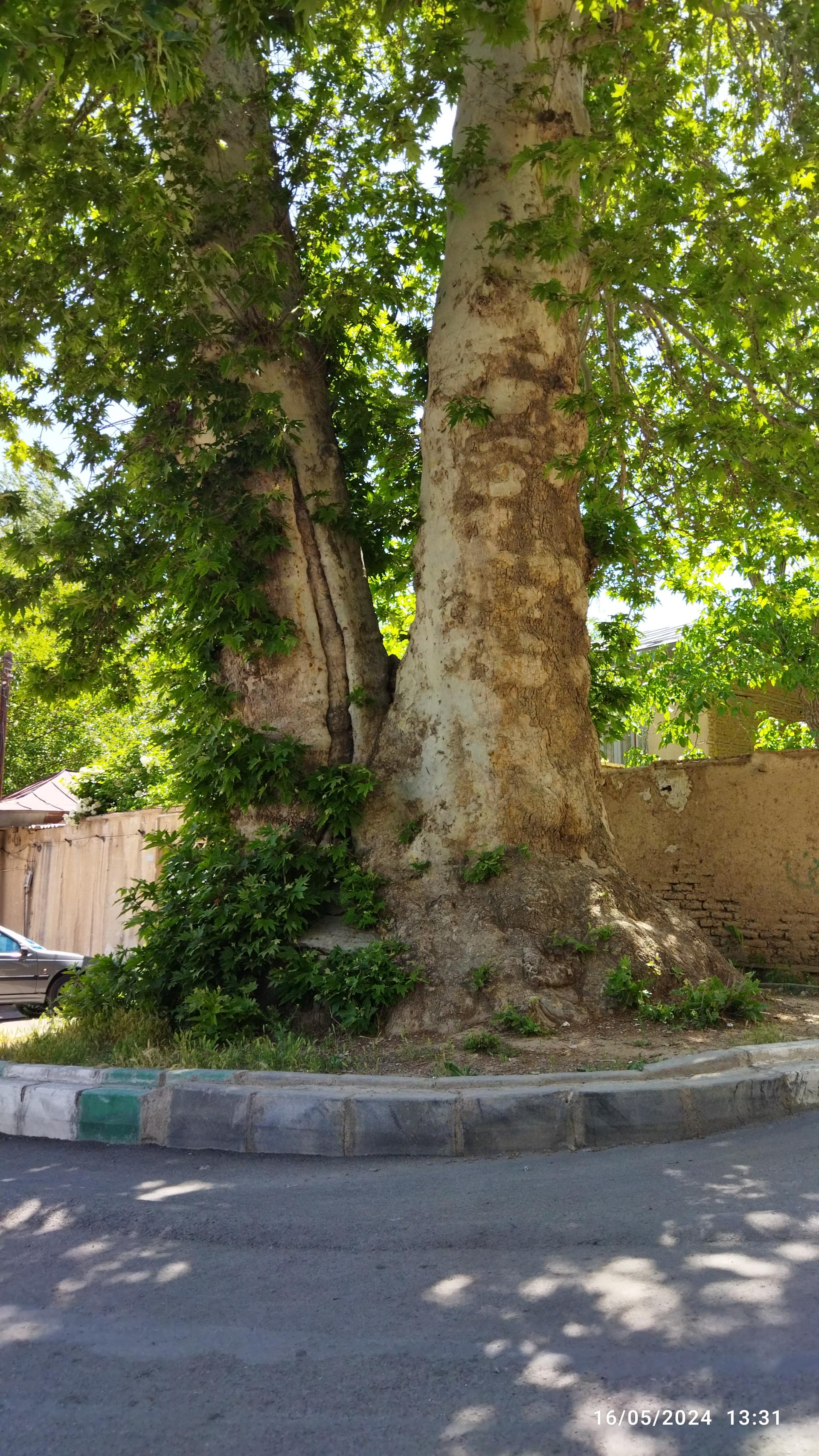 عکس درخت چنار چالکا