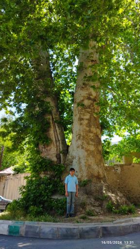 عکس درخت چنار چالکا