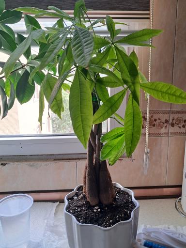 عکس بازار گل امام رضا