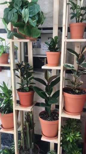 عکس فروشگاه لوازم کشاورزی و گل و گیاه اطلسی ها