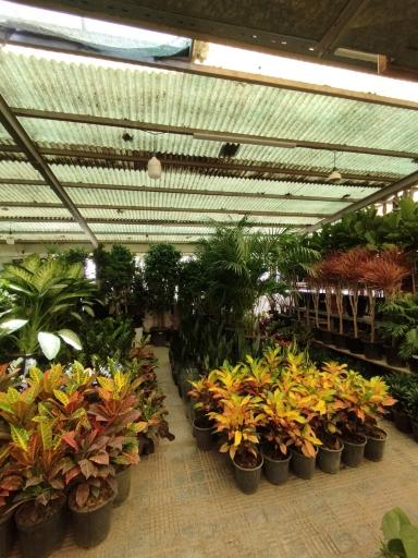 عکس بازار گل امام رضا