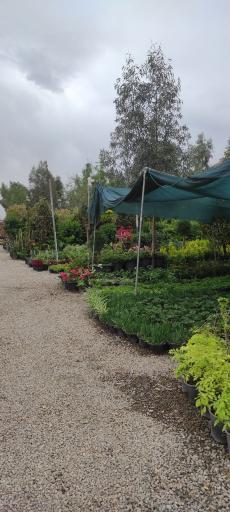 عکس بازار گل امام رضا