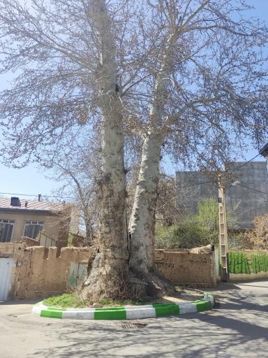 عکس درخت چنار چالکا
