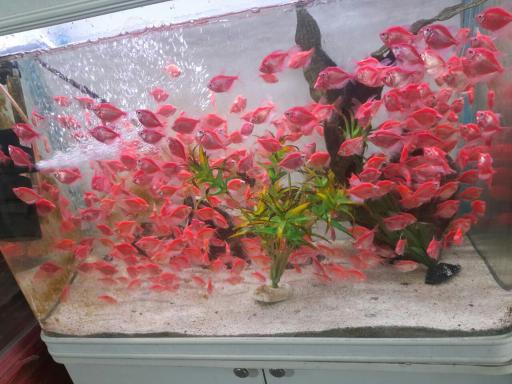 عکس آکواریوم ماهیران