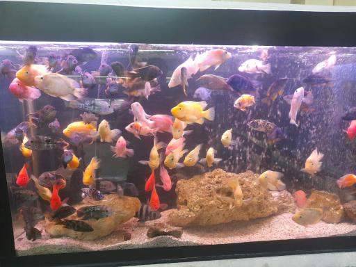 عکس آکواریوم ماهیران