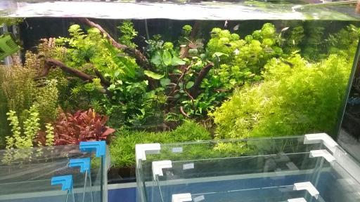 عکس آکواریوم ماهیران