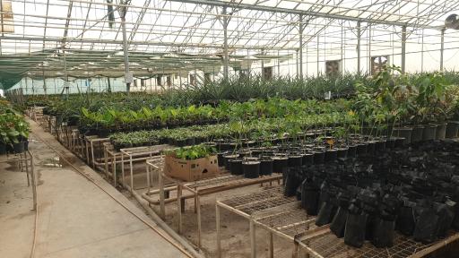 عکس جنگل استوایی پاپایا