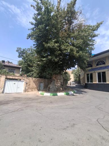عکس درخت چنار چالکا