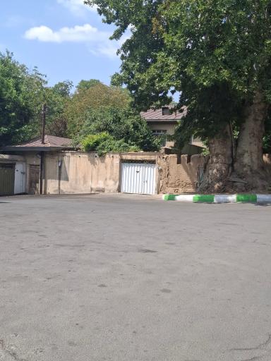 عکس درخت چنار چالکا