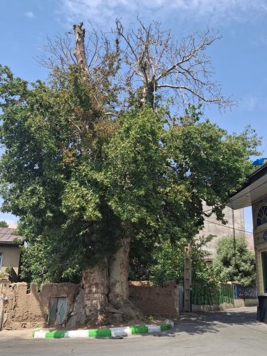 عکس درخت چنار چالکا