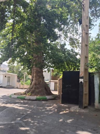 عکس درخت چنار چالکا