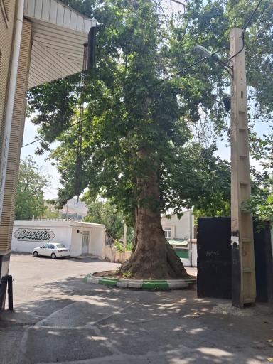 عکس درخت چنار چالکا