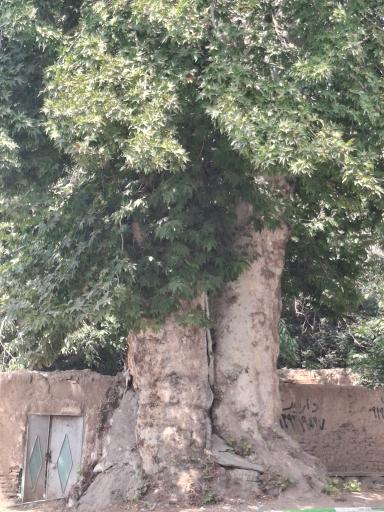 عکس درخت چنار چالکا