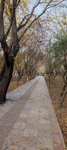 عکس بوستان زیتون