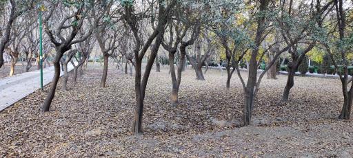 عکس بوستان زیتون