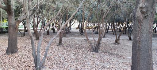 عکس بوستان زیتون