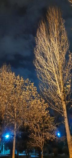 عکس بوستان زیتون