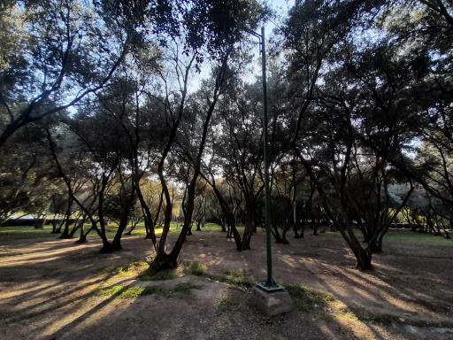 عکس بوستان زیتون