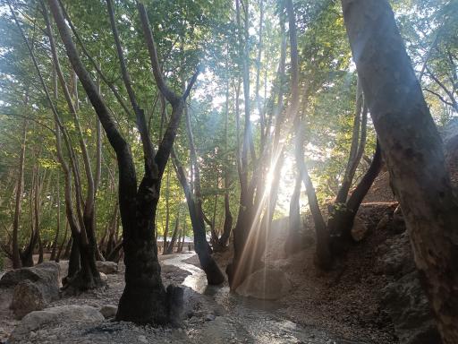 عکس تنگ گنجه ای