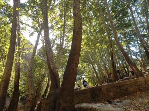 عکس تنگ گنجه ای