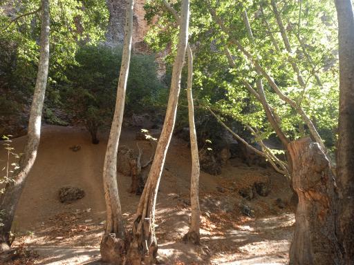 عکس تنگ گنجه ای