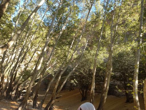 عکس تنگ گنجه ای