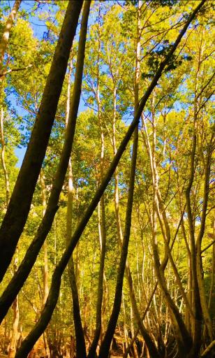 عکس تنگ گنجه ای