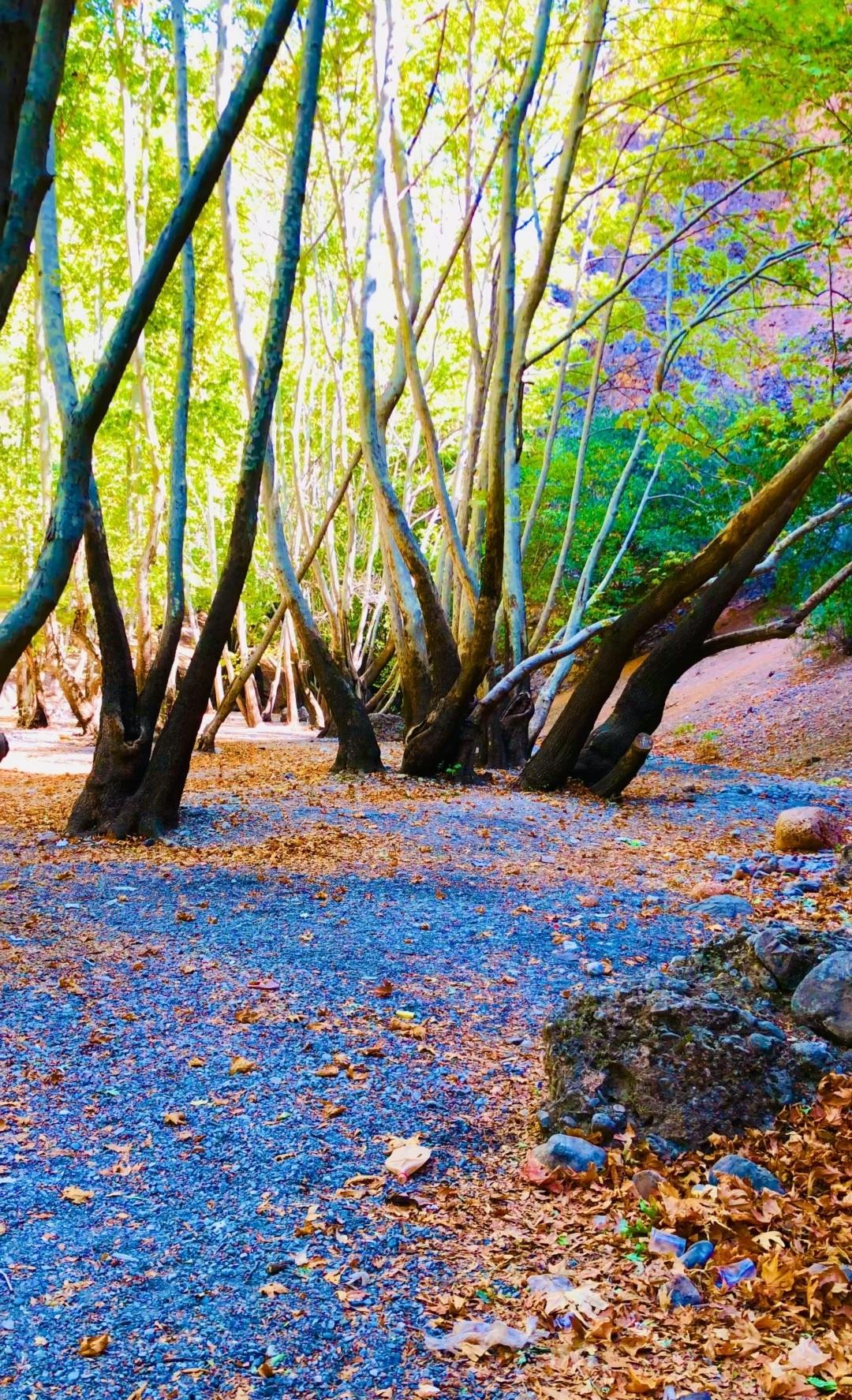 عکس تنگ گنجه ای